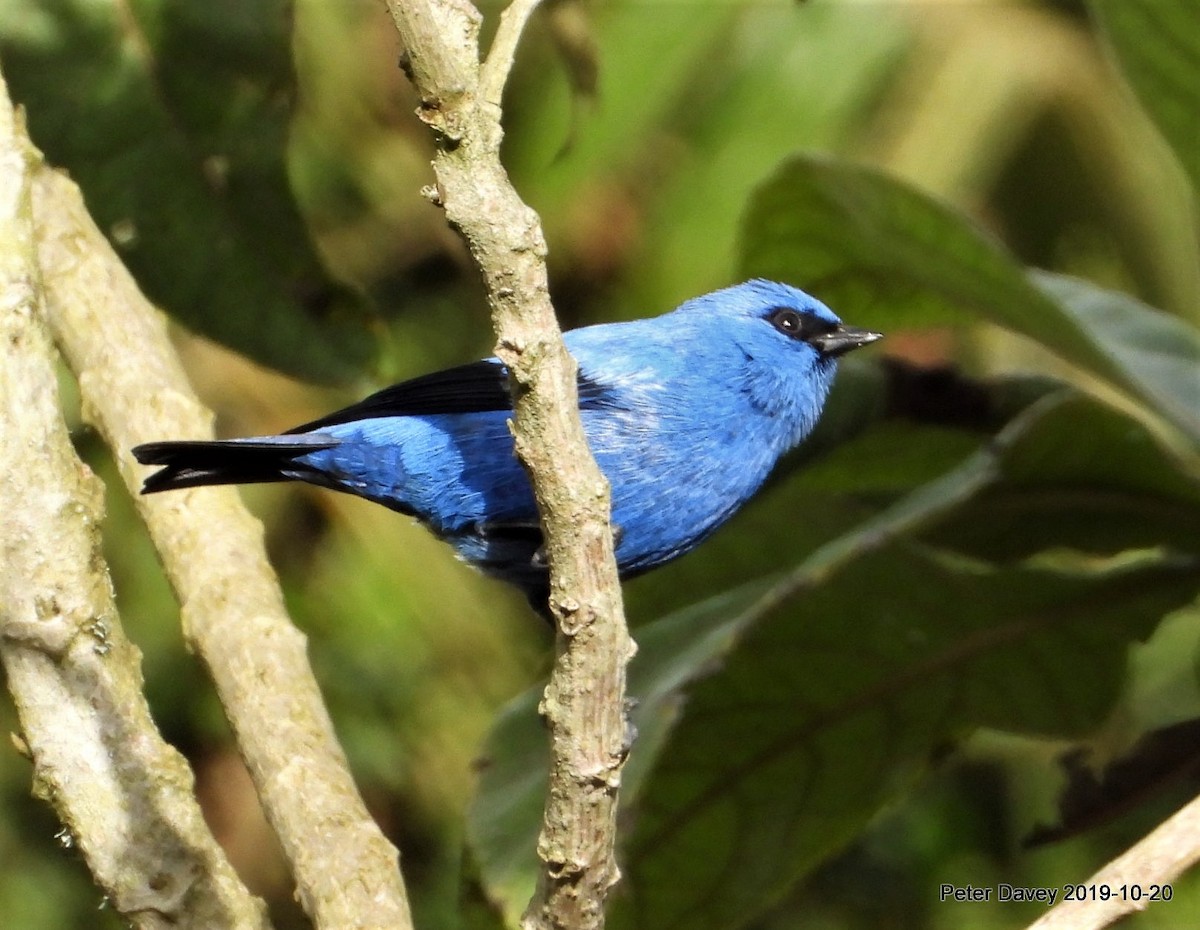 Blue-and-black Tanager - Peter Davey