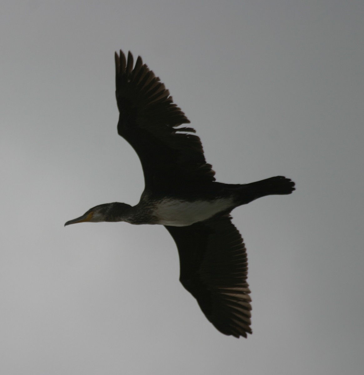Great Cormorant - ML22825701
