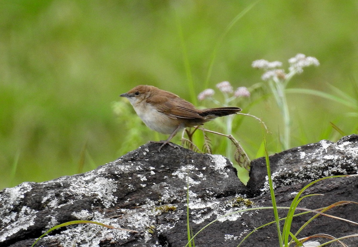 Broad-tailed Grassbird - Sahana M