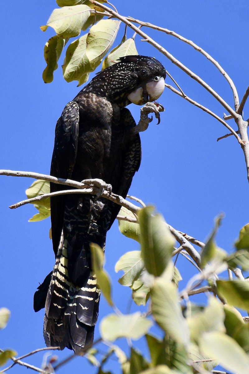 Red-tailed Black-Cockatoo - Jacques Erard
