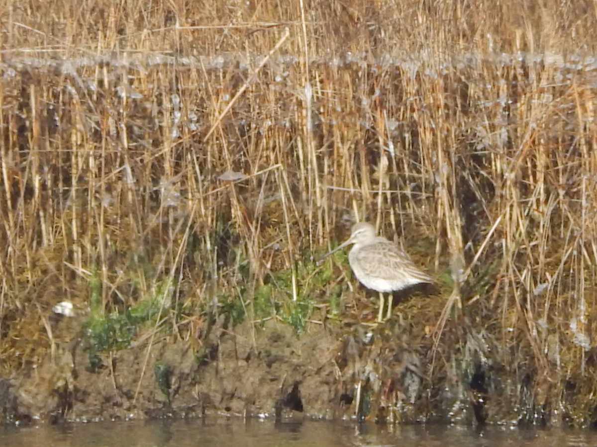 Long-billed Dowitcher - ML22825811