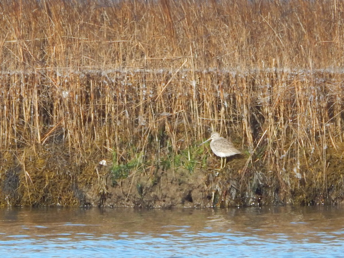 Long-billed Dowitcher - ML22825821