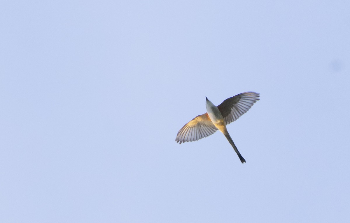 Scissor-tailed Flycatcher - ML228260241