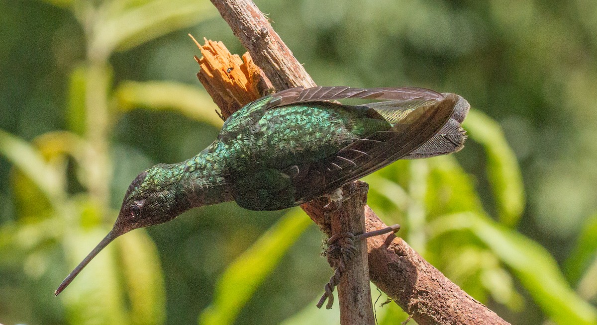 Scaly-breasted Hummingbird - Chris Dennard