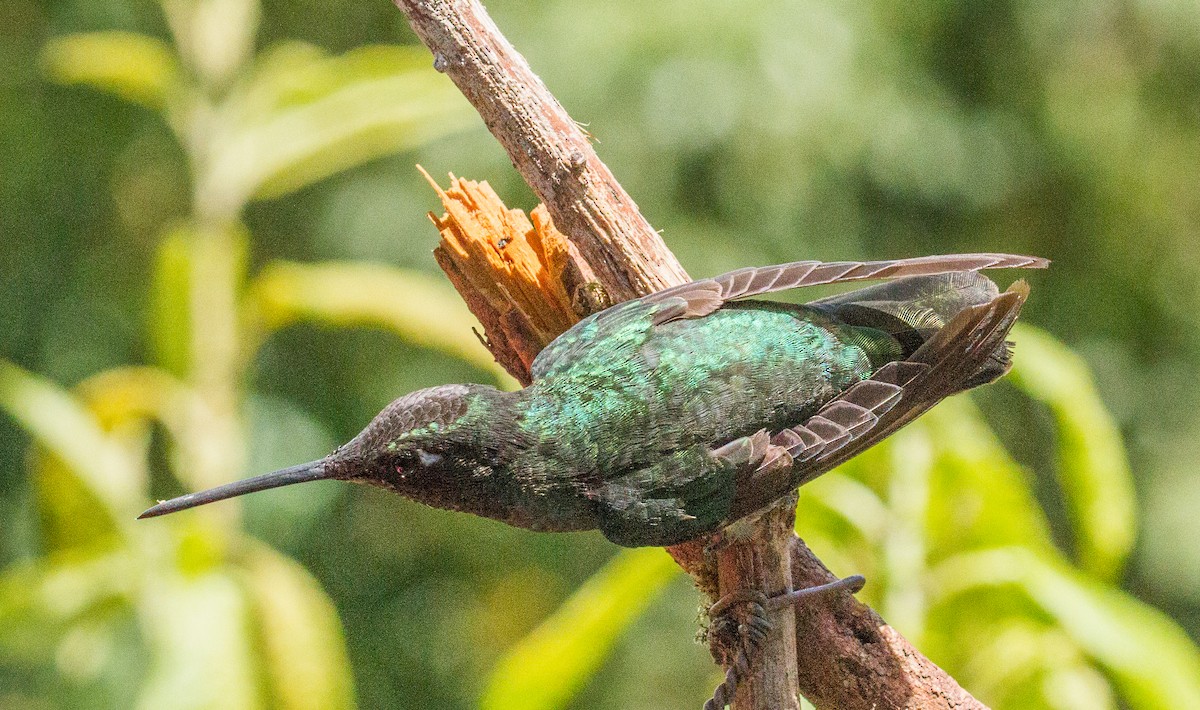Scaly-breasted Hummingbird - Chris Dennard