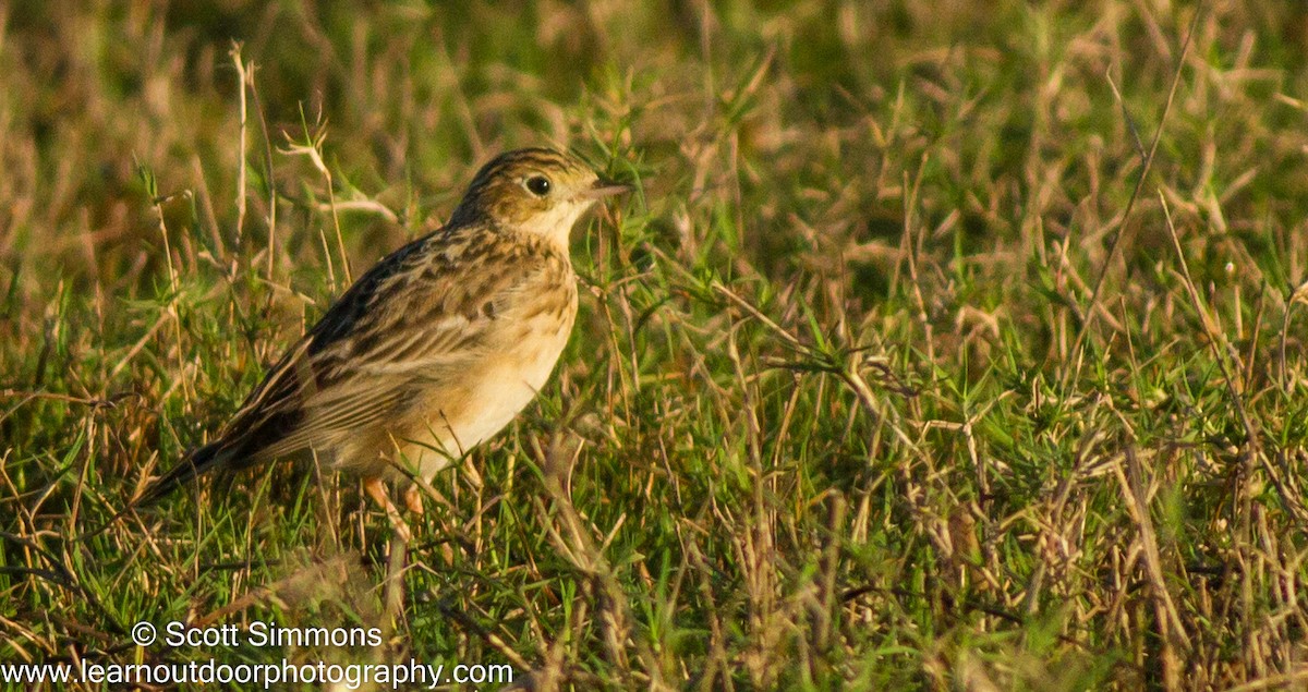 Sprague's Pipit - Graham Williams