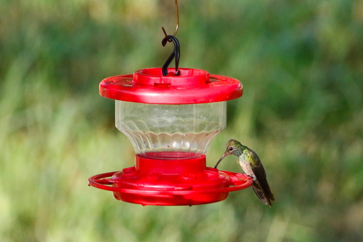 Buff-bellied Hummingbird - ML228271321