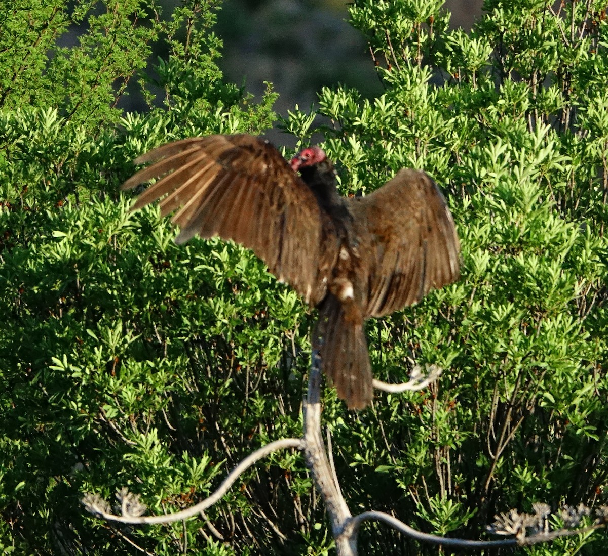 Turkey Vulture - Carolyn Ohl, cc