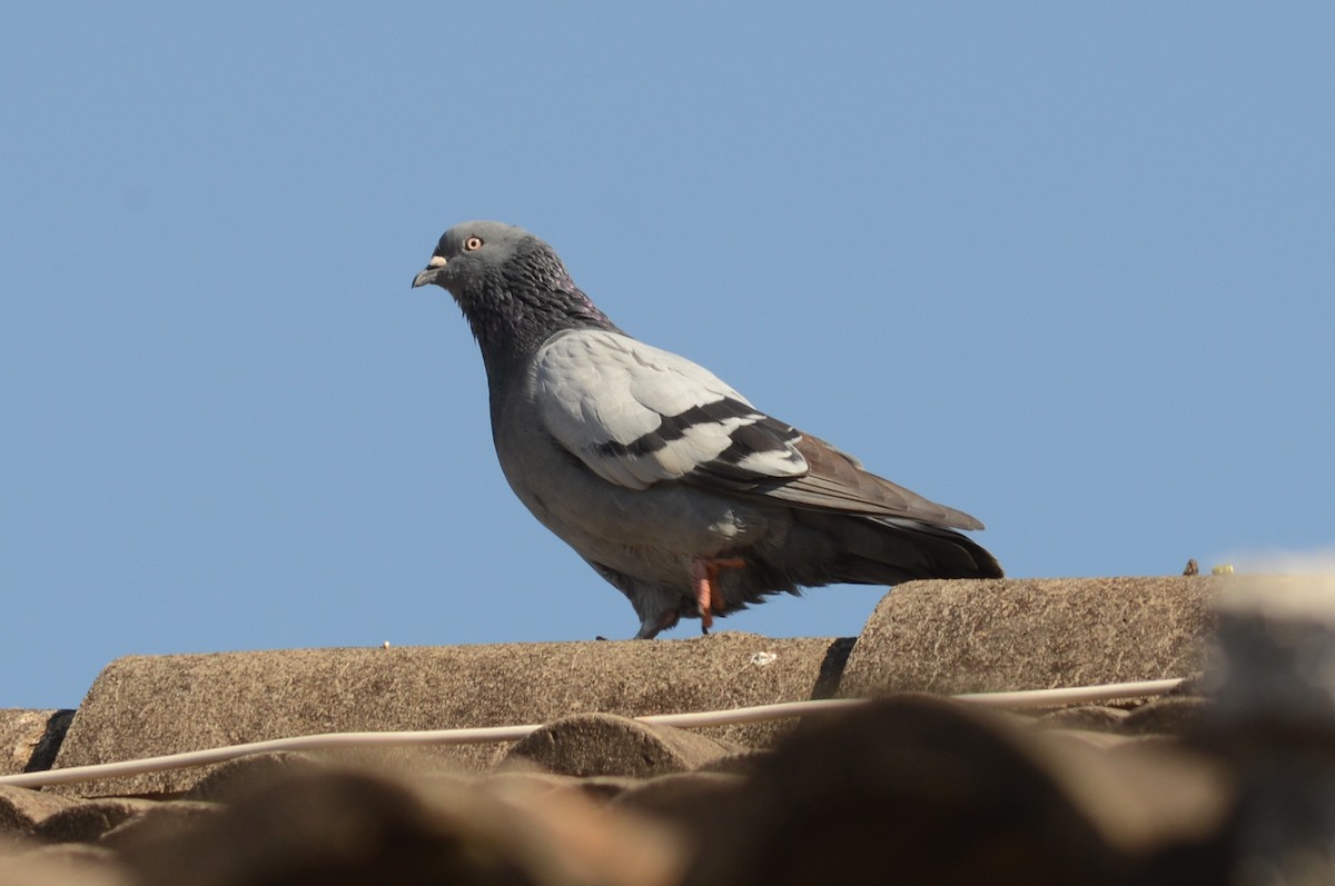 Rock Pigeon (Feral Pigeon) - ML228274431