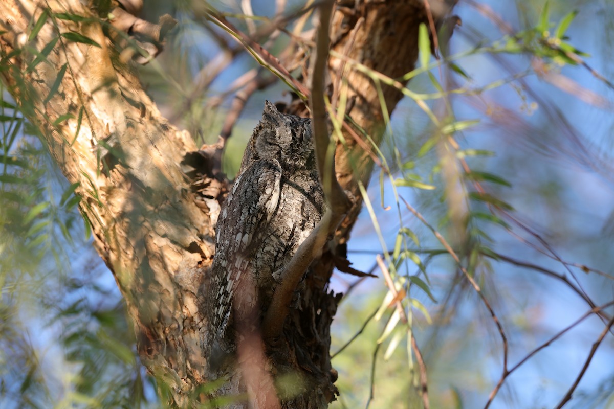 African Scops-Owl - ML228275491