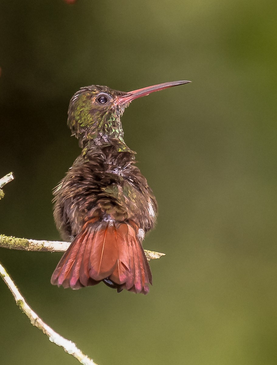Rufous-tailed Hummingbird - Chris Dennard