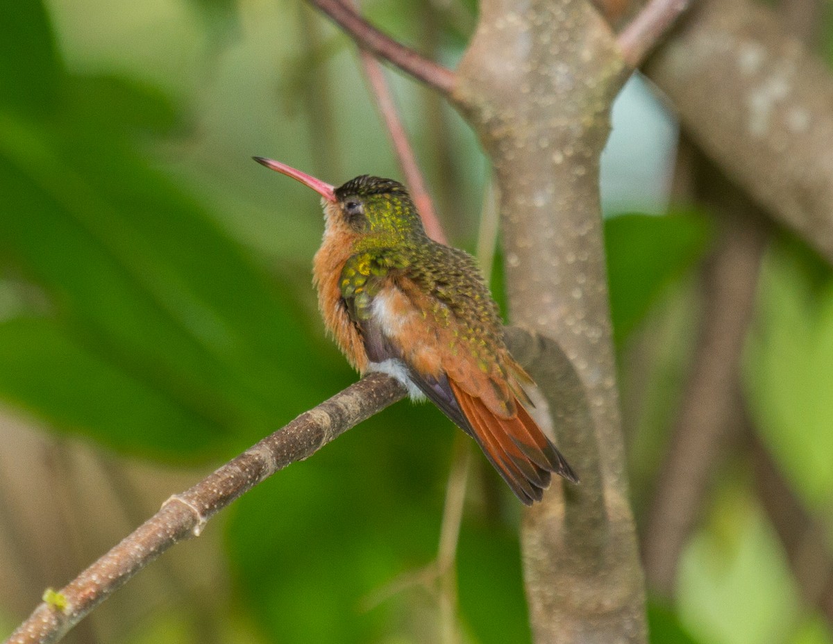 Rufous-tailed Hummingbird - Chris Dennard