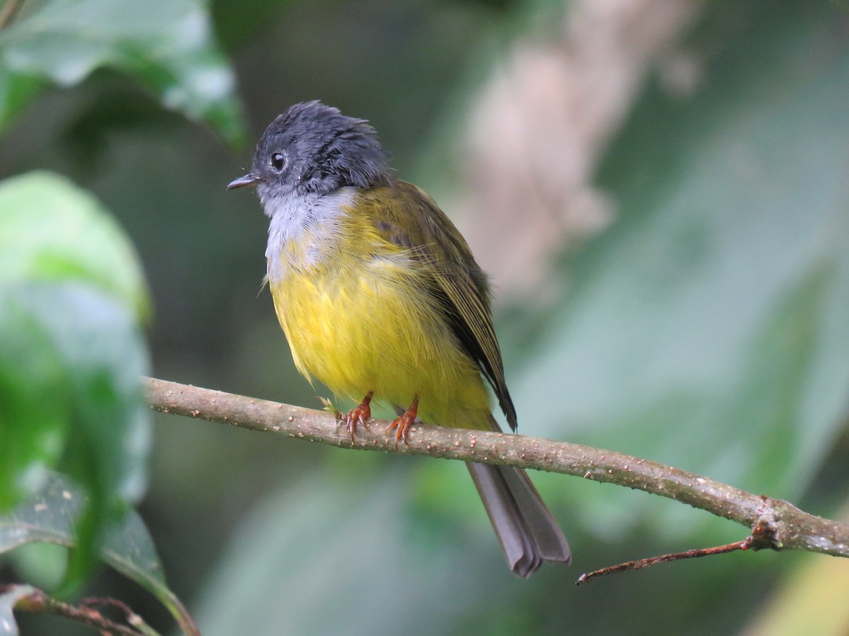 Gray-headed Canary-Flycatcher - ML228281091