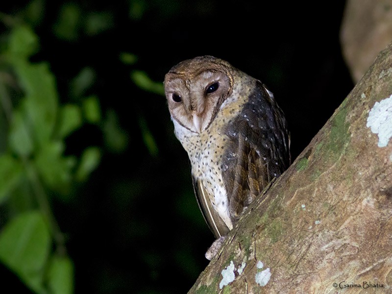 Andaman Masked-Owl - Garima Bhatia
