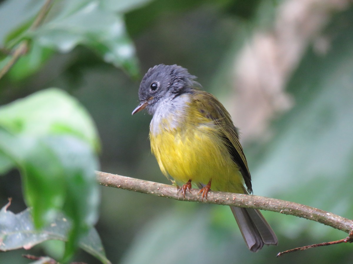 Gray-headed Canary-Flycatcher - ML228281371