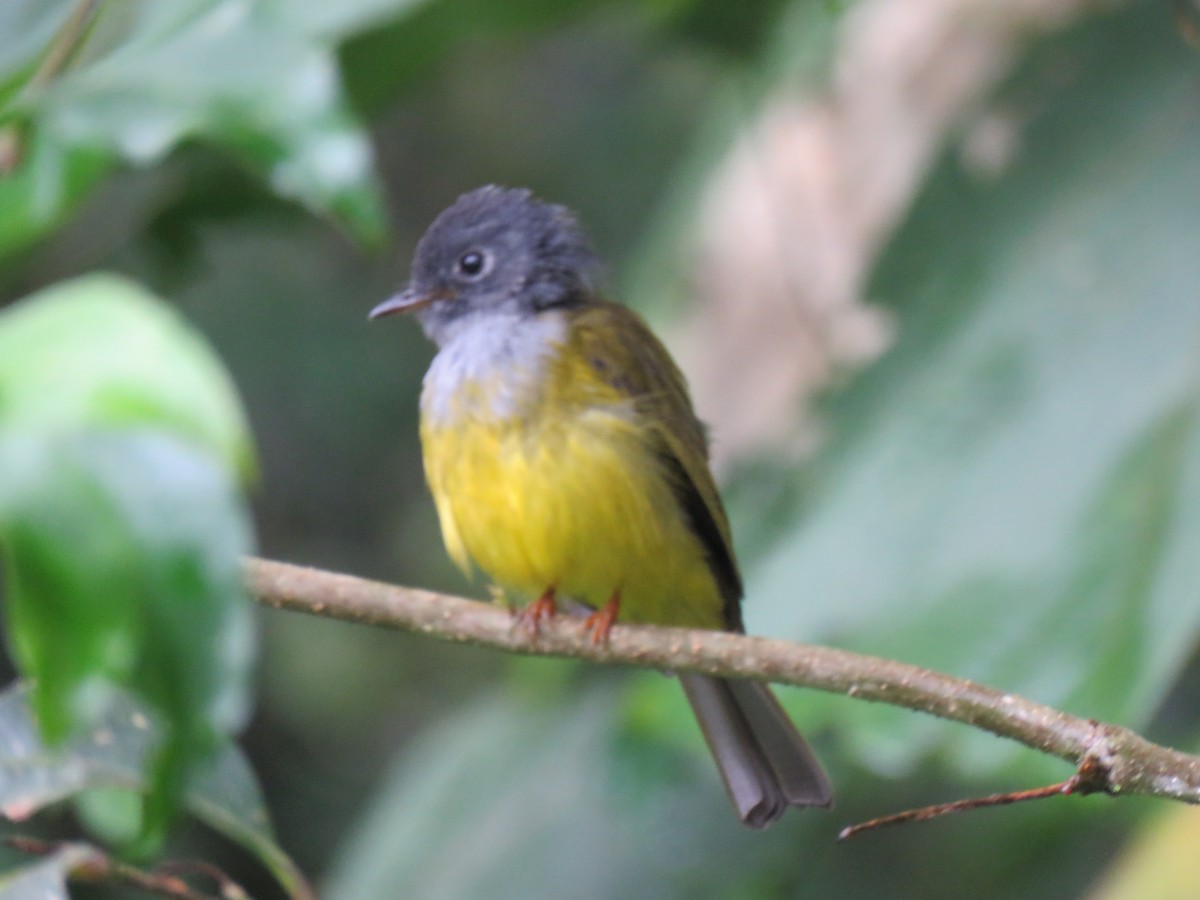 Gray-headed Canary-Flycatcher - ML228281871