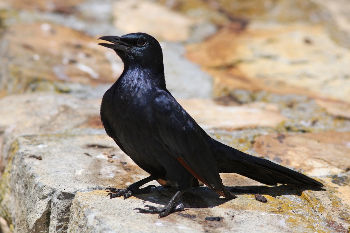 Red-winged Starling - ML22828501