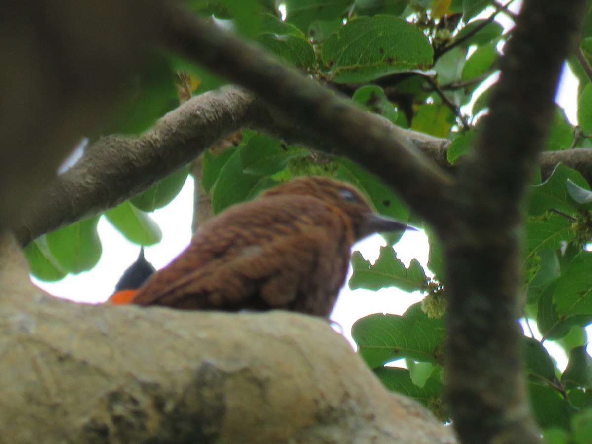 Rufous Woodpecker - ML228287751