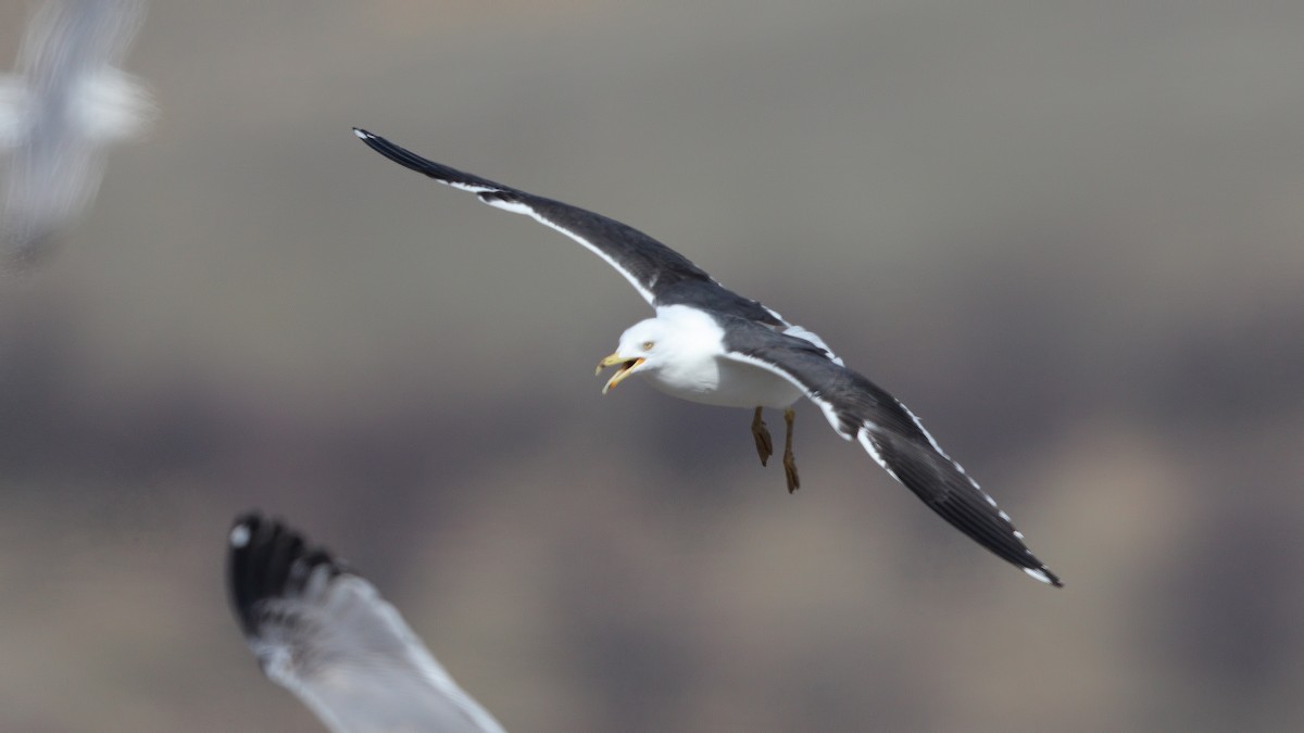 Lesser Black-backed Gull - Levent Göksoy