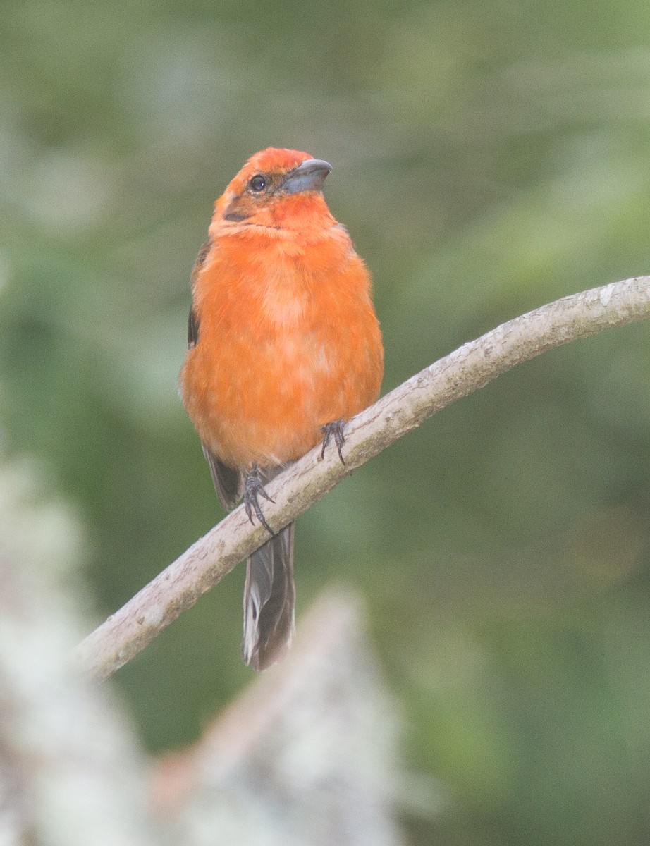 Hepatic Tanager - ML228288651