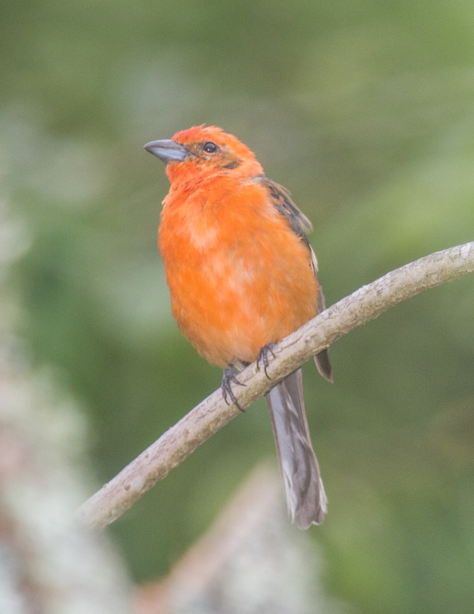 Hepatic Tanager - ML228288801