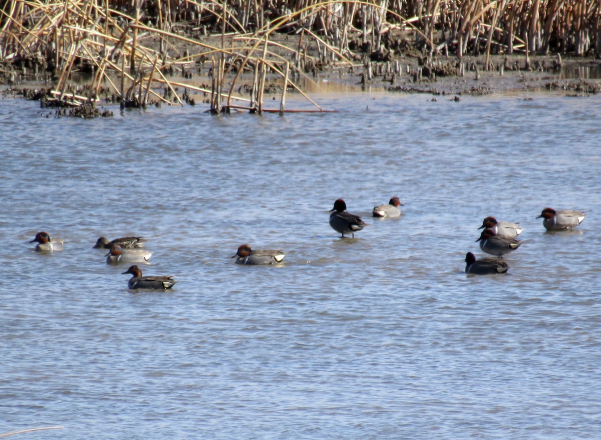 Green-winged Teal - ML228289031