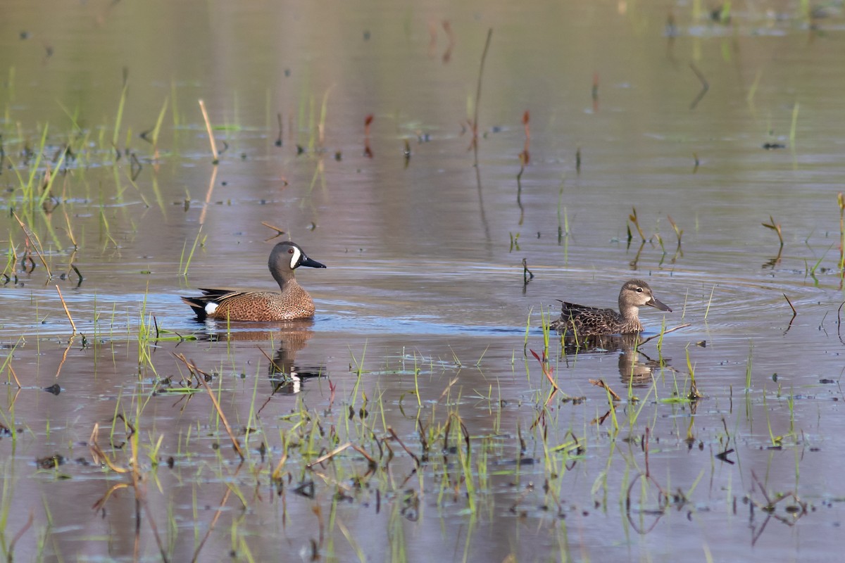 Blue-winged Teal - ML228290471