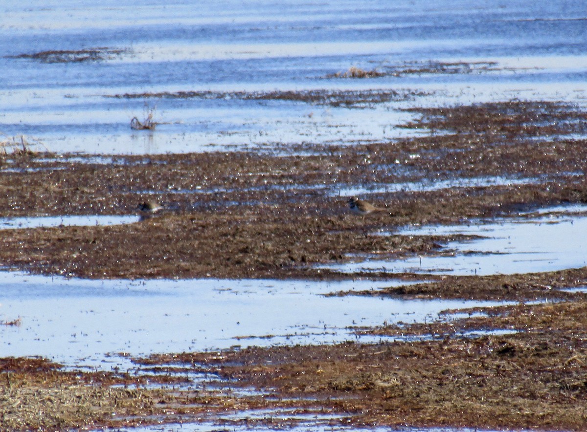 Semipalmated Plover - ML228290571