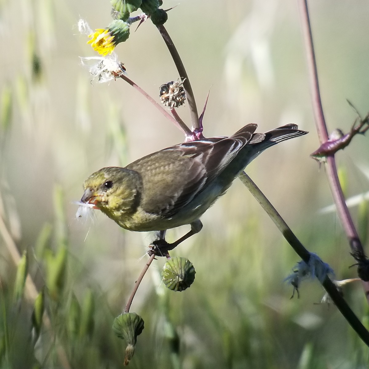 Lesser Goldfinch - Donald Pendleton