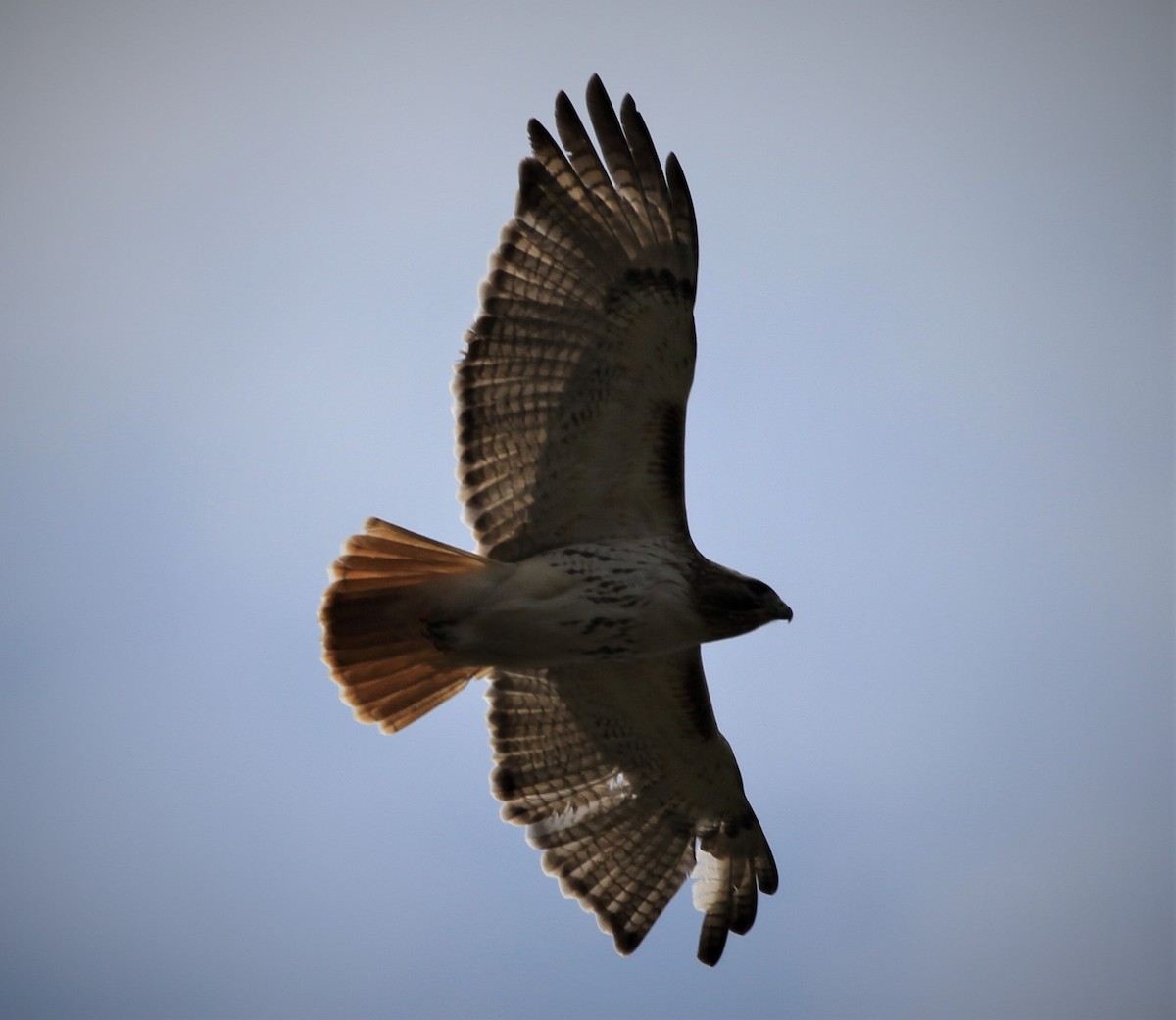 Red-tailed Hawk - Matthew Valencic
