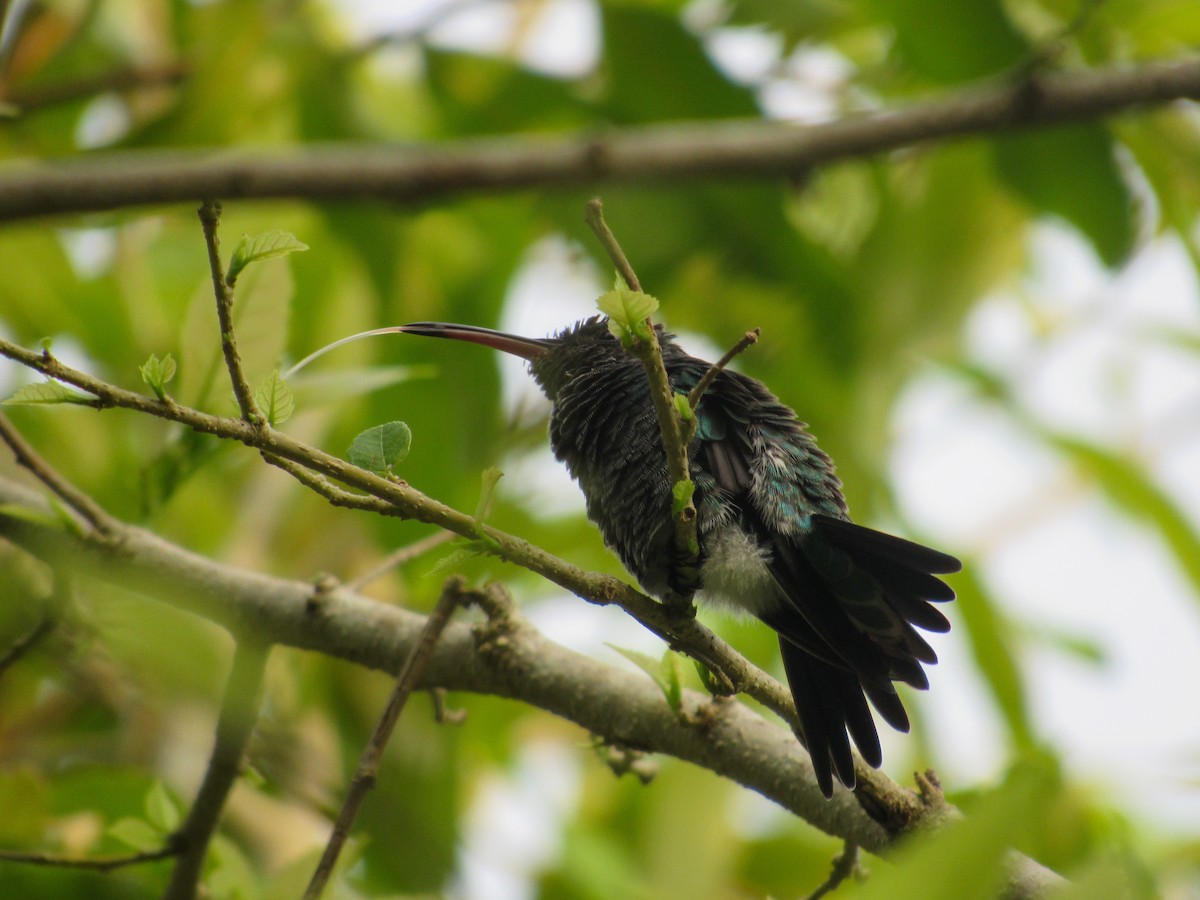 Shining-green Hummingbird - Wilmer  Otero Rosales