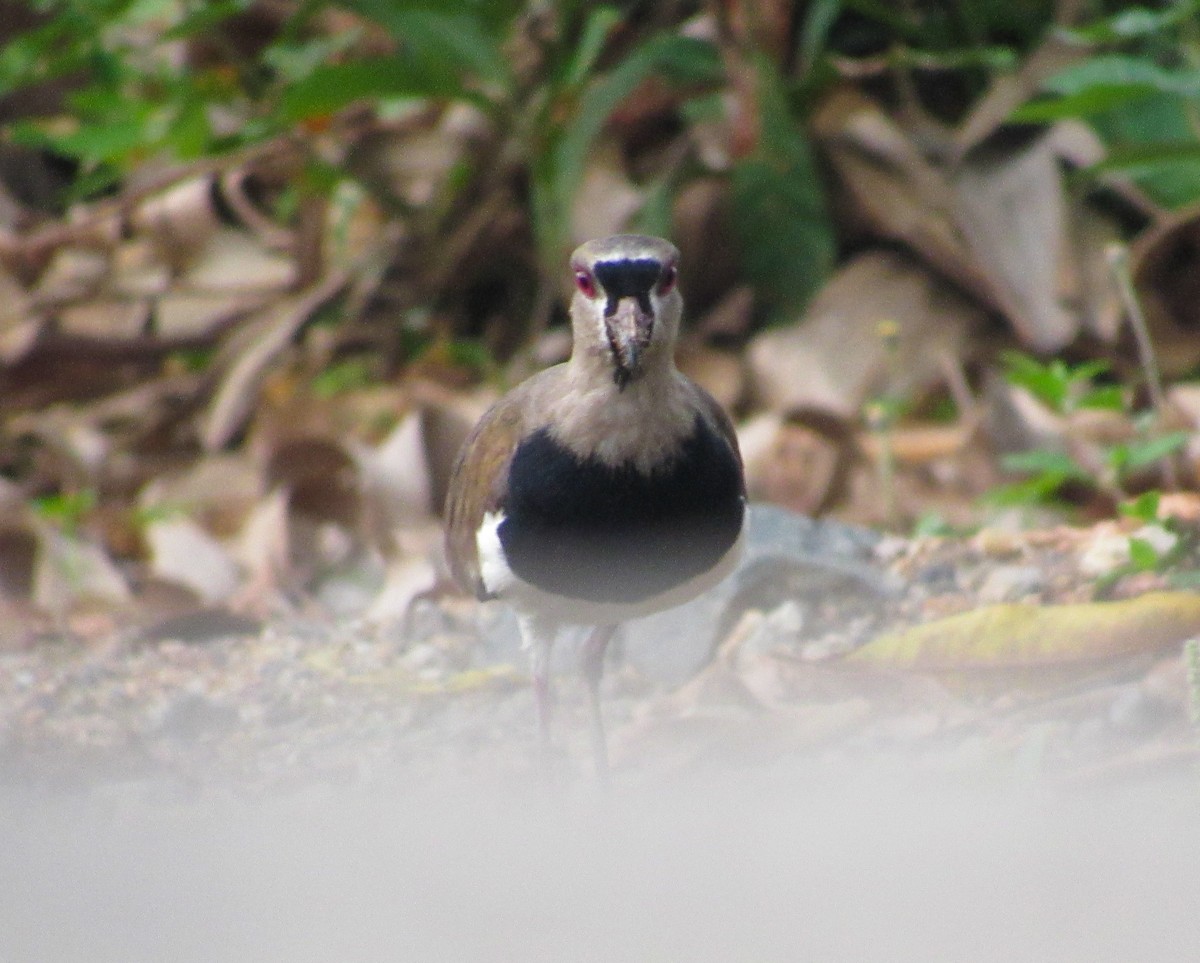 Southern Lapwing - Wilmer  Otero Rosales
