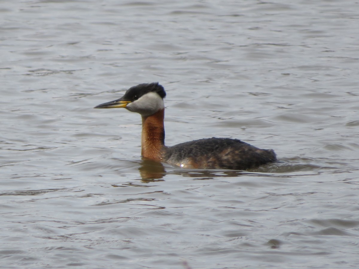 Red-necked Grebe - ML228304771