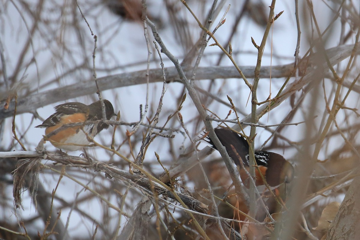 Spotted Towhee - Tim Lenz