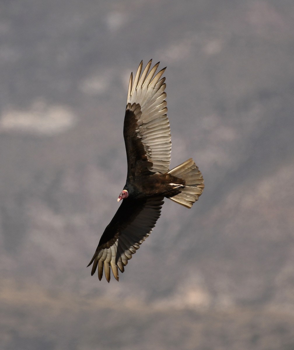 Turkey Vulture (Tropical) - Ricardo  Matus