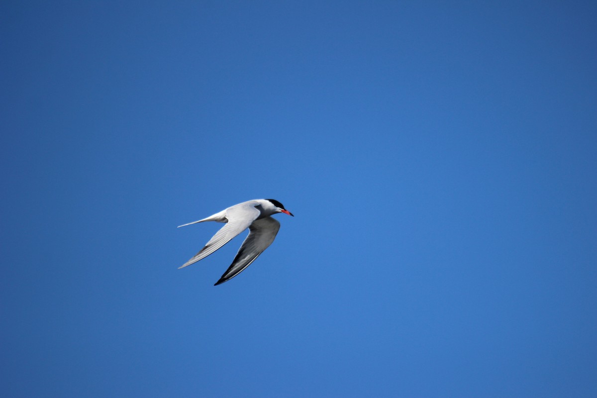 Common Tern - ML22830971