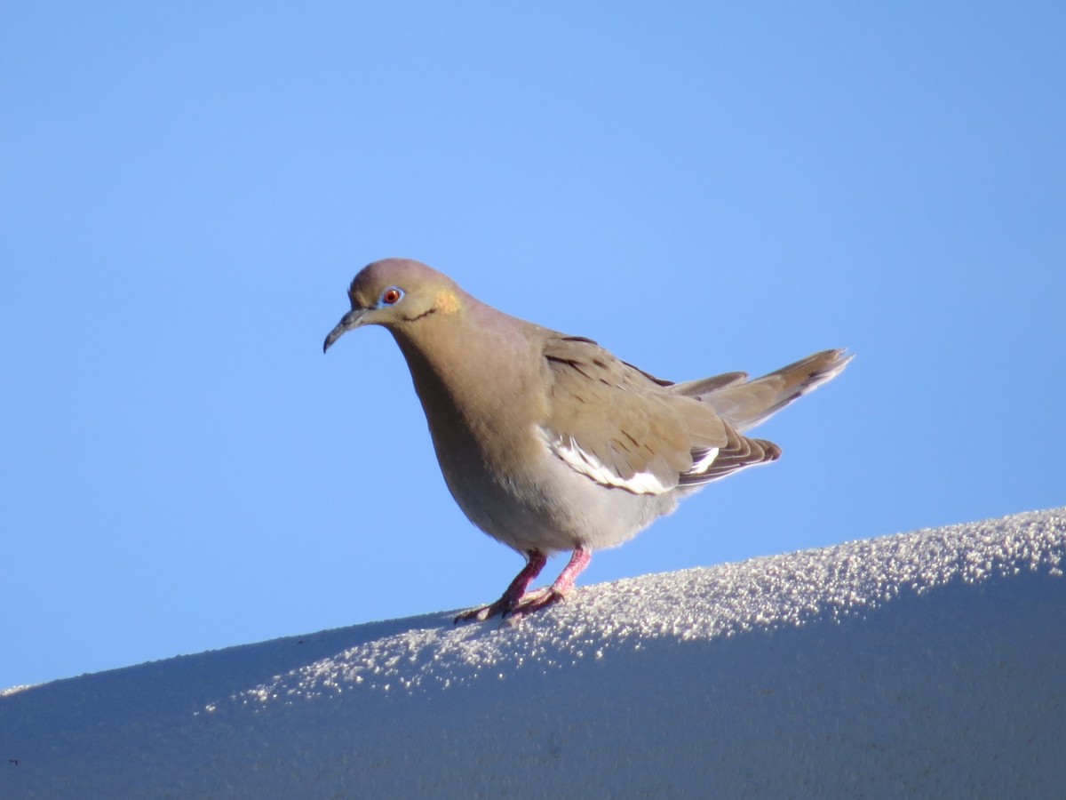 White-winged Dove - ML228310871