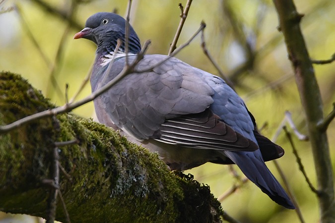 Common Wood-Pigeon - ML228325641