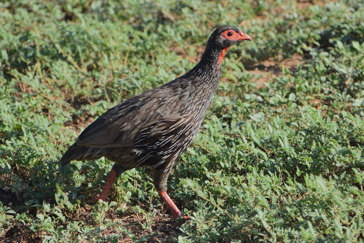 Red-necked Spurfowl - ML228333061