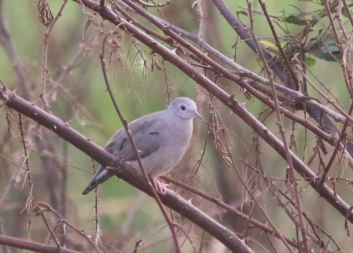 Plain-breasted Ground Dove - ML228335271