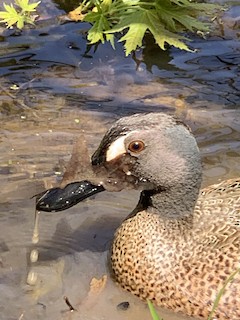 Blue-winged Teal, ML228337901