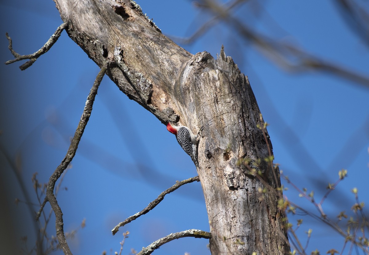 Red-bellied Woodpecker - ML228342781