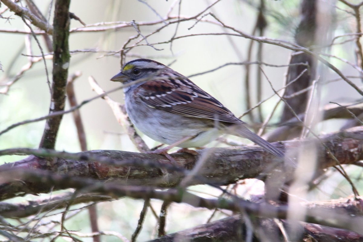 White-throated Sparrow - Ortis Carmichael