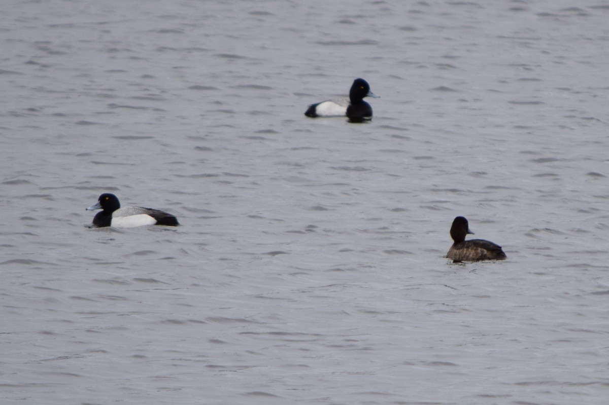 Greater Scaup - Richard Buist