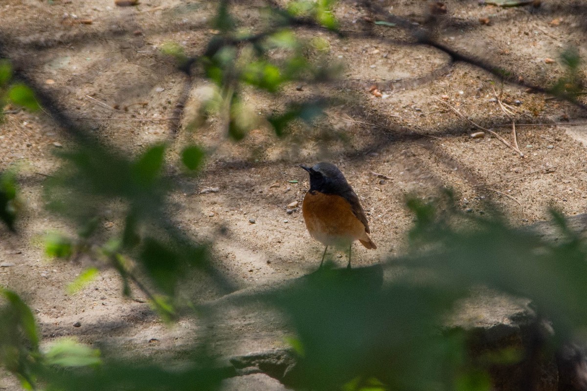 Common Redstart - Elvin Memmedsoy