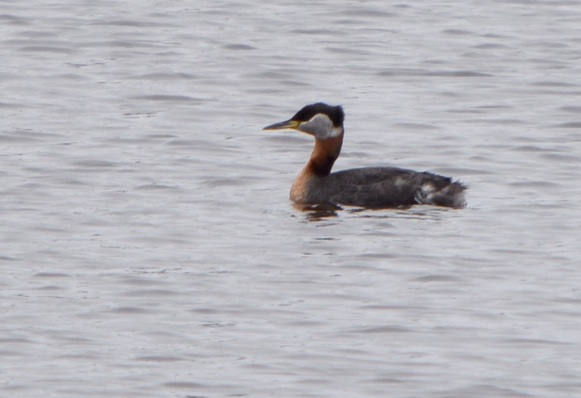 Red-necked Grebe - Richard Buist