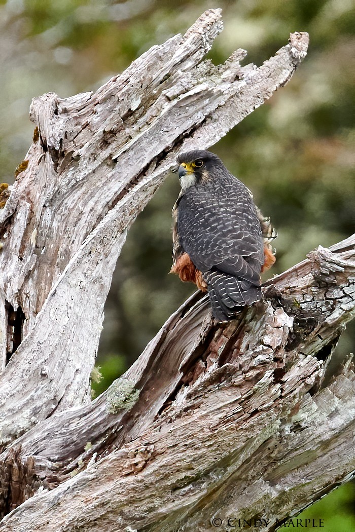 New Zealand Falcon - Cindy Marple