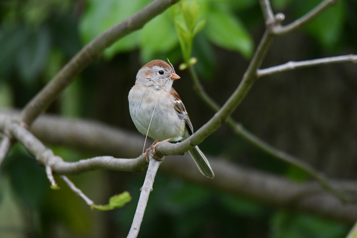 Field Sparrow - Ron Hirsch