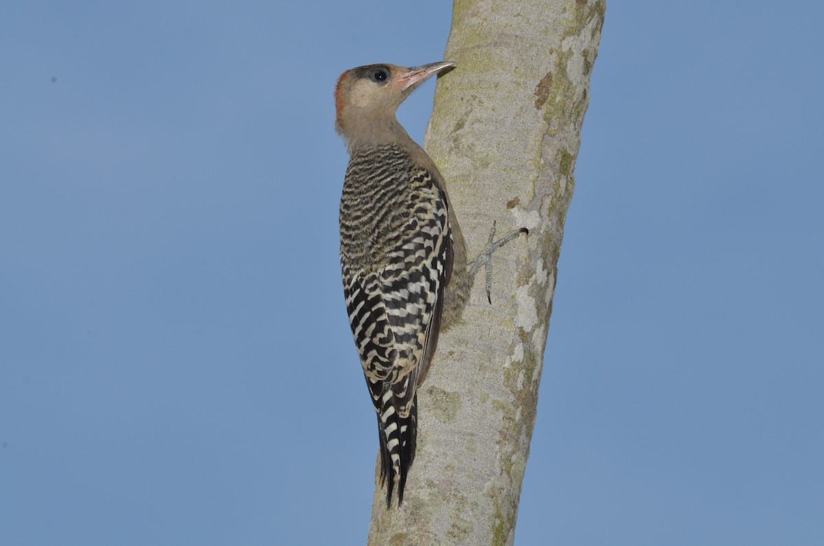 West Indian Woodpecker - Andrew Dobson