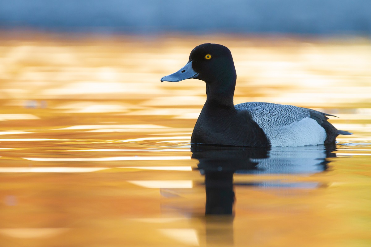 Lesser Scaup - Connor Charchuk